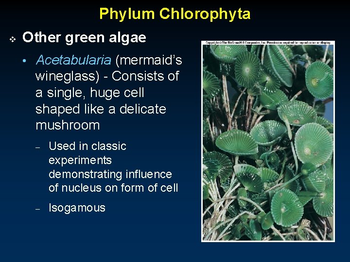 Phylum Chlorophyta v Other green algae • Acetabularia (mermaid’s wineglass) - Consists of a