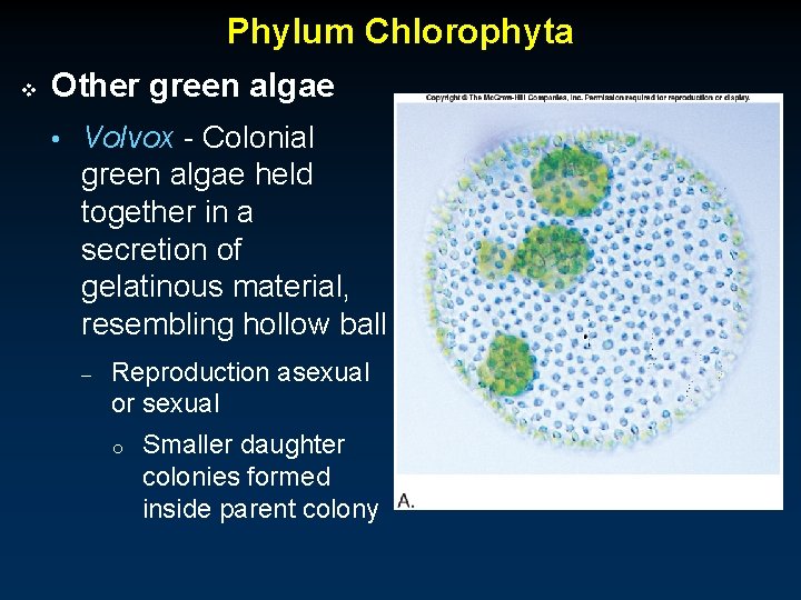 Phylum Chlorophyta v Other green algae • Volvox - Colonial green algae held together