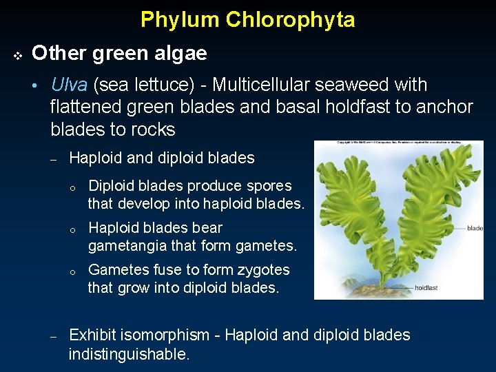 Phylum Chlorophyta v Other green algae • Ulva (sea lettuce) - Multicellular seaweed with