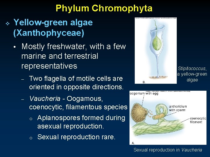 Phylum Chromophyta v Yellow-green algae (Xanthophyceae) • Mostly freshwater, with a few marine and