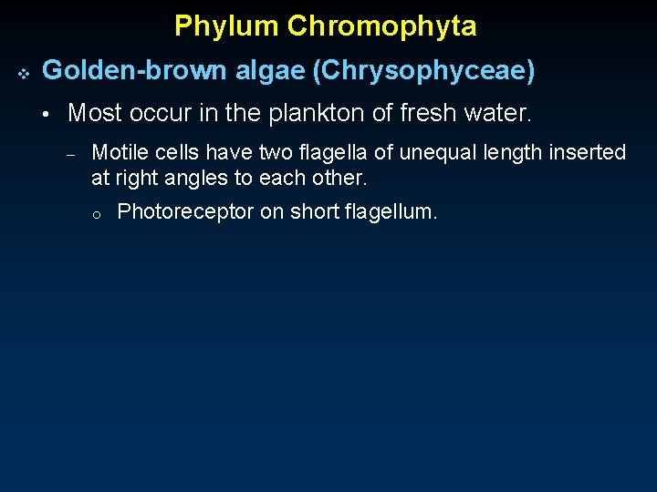 Phylum Chromophyta v Golden-brown algae (Chrysophyceae) • Most occur in the plankton of fresh