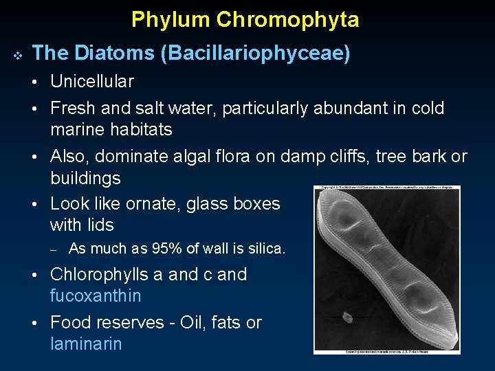 Phylum Chromophyta v The Diatoms (Bacillariophyceae) • Unicellular • Fresh and salt water, particularly