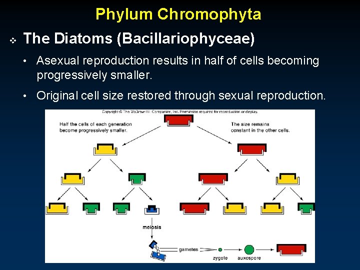 Phylum Chromophyta v The Diatoms (Bacillariophyceae) • Asexual reproduction results in half of cells