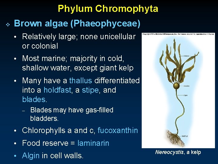 Phylum Chromophyta v Brown algae (Phaeophyceae) • Relatively large; none unicellular or colonial •