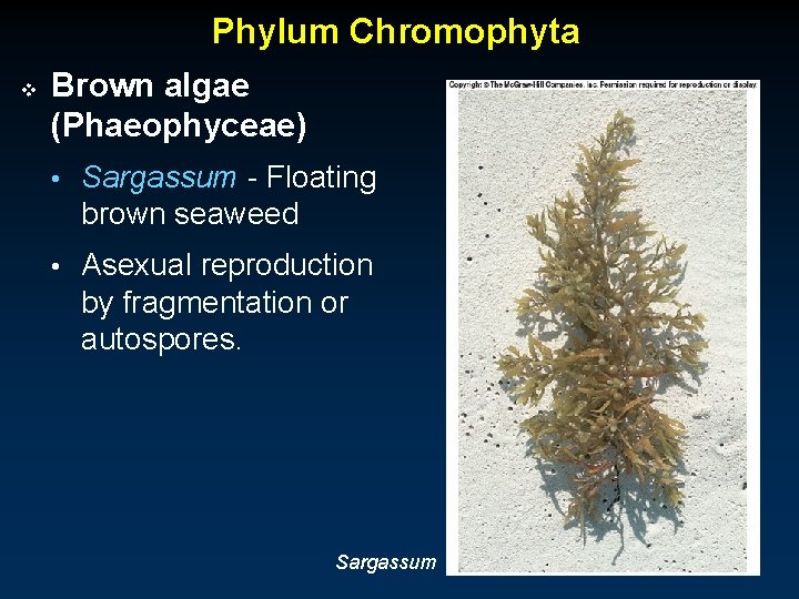 Phylum Chromophyta v Brown algae (Phaeophyceae) • Sargassum - Floating brown seaweed • Asexual