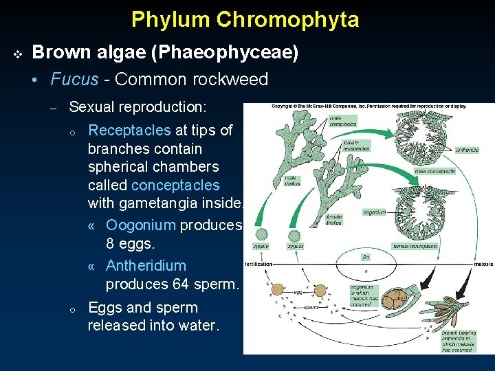 Phylum Chromophyta v Brown algae (Phaeophyceae) • Fucus - Common rockweed – Sexual reproduction: