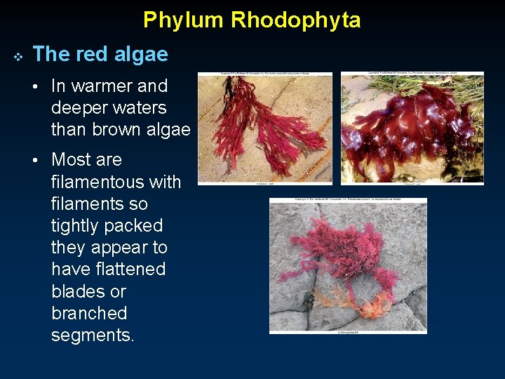 Phylum Rhodophyta v The red algae • In warmer and deeper waters than brown