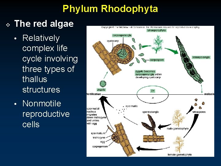 Phylum Rhodophyta v The red algae • Relatively complex life cycle involving three types