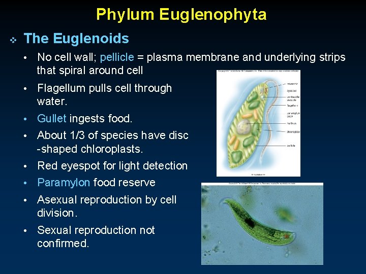 Phylum Euglenophyta v The Euglenoids • No cell wall; pellicle = plasma membrane and