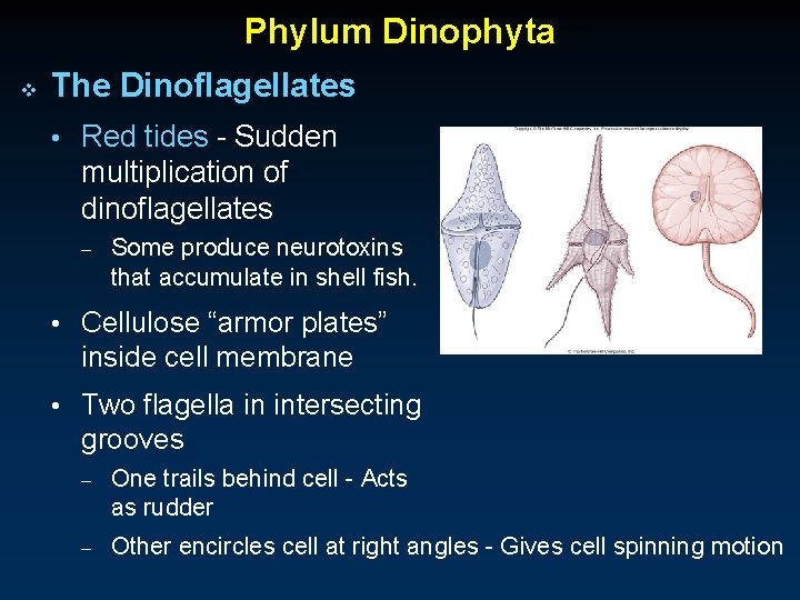 Phylum Dinophyta v The Dinoflagellates • Red tides - Sudden multiplication of dinoflagellates –