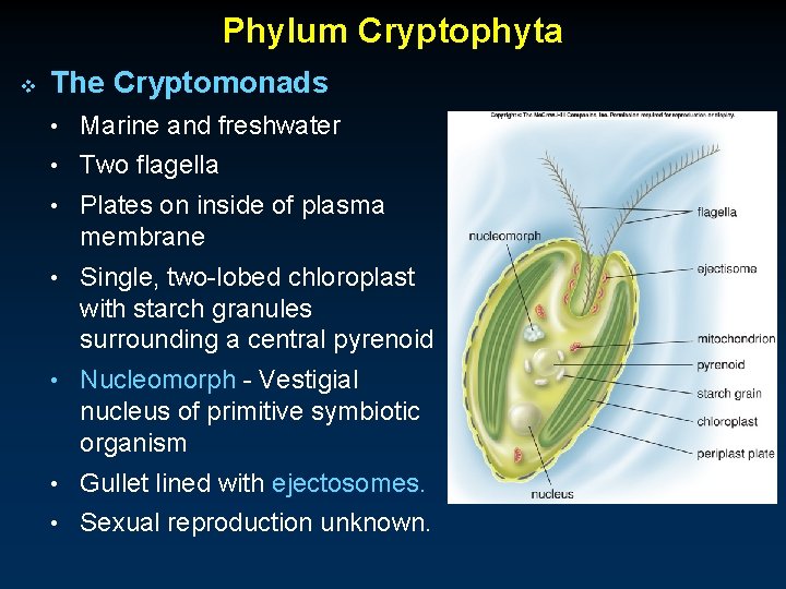 Phylum Cryptophyta v The Cryptomonads • Marine and freshwater • Two flagella • Plates