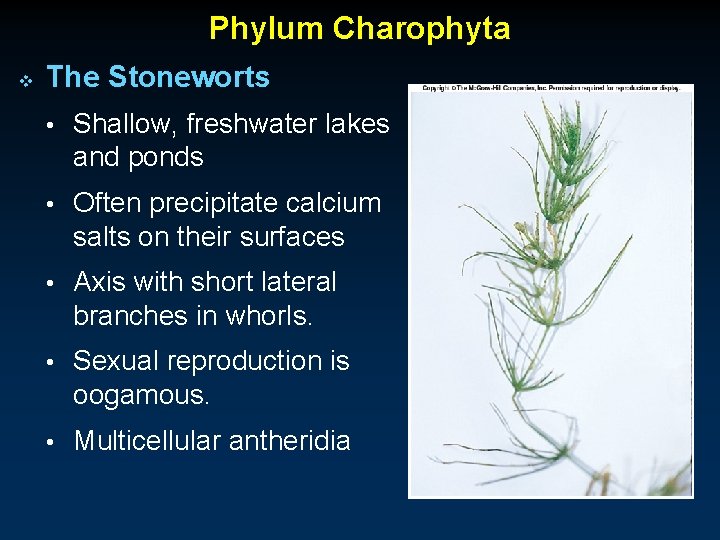 Phylum Charophyta v The Stoneworts • Shallow, freshwater lakes and ponds • Often precipitate