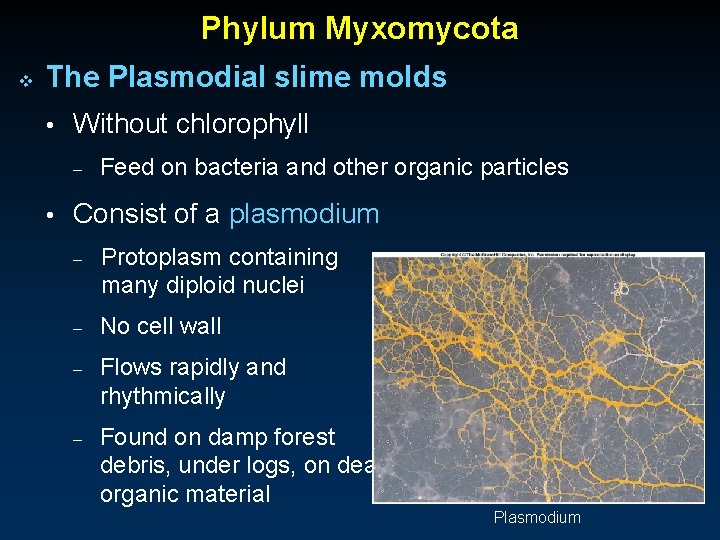 Phylum Myxomycota v The Plasmodial slime molds • Without chlorophyll – Feed on bacteria