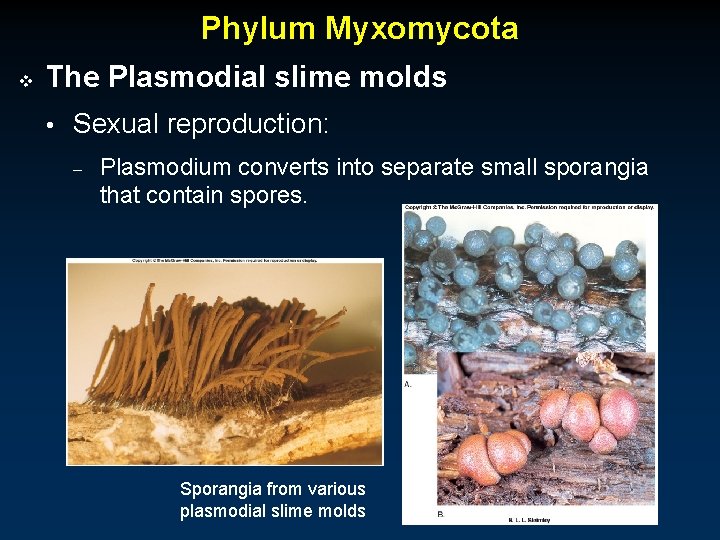 Phylum Myxomycota v The Plasmodial slime molds • Sexual reproduction: – Plasmodium converts into