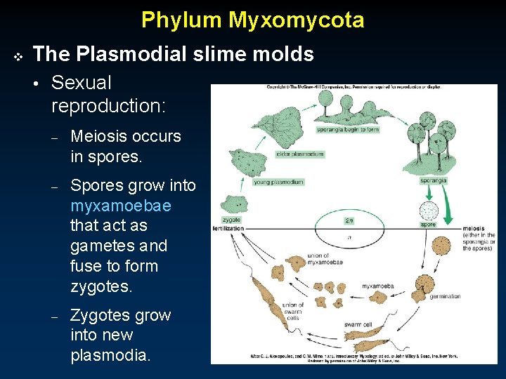 Phylum Myxomycota v The Plasmodial slime molds • Sexual reproduction: – Meiosis occurs in