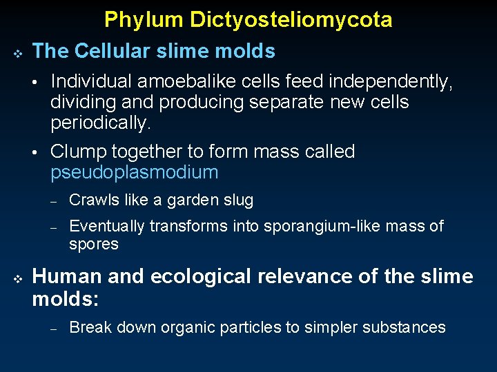 Phylum Dictyosteliomycota v The Cellular slime molds • Individual amoebalike cells feed independently, dividing