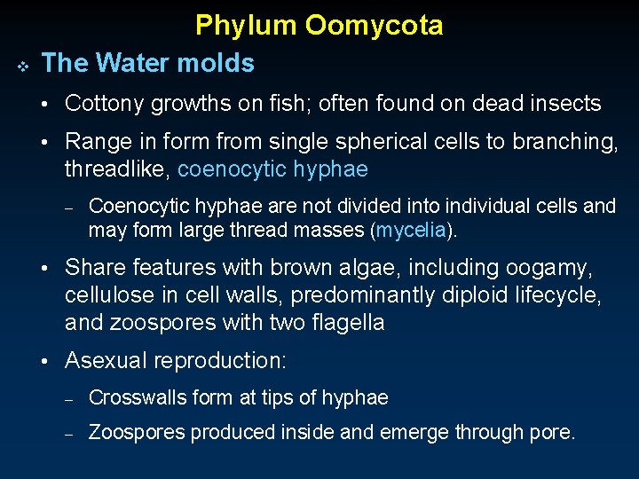 Phylum Oomycota v The Water molds • Cottony growths on fish; often found on