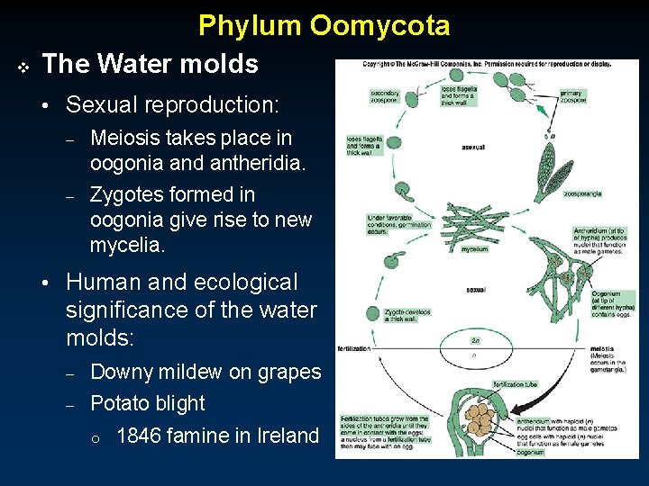 Phylum Oomycota v The Water molds • Sexual reproduction: – Meiosis takes place in