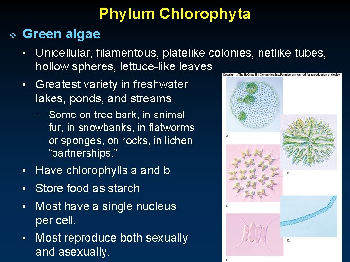 Phylum Chlorophyta v Green algae • Unicellular, filamentous, platelike colonies, netlike tubes, hollow spheres,