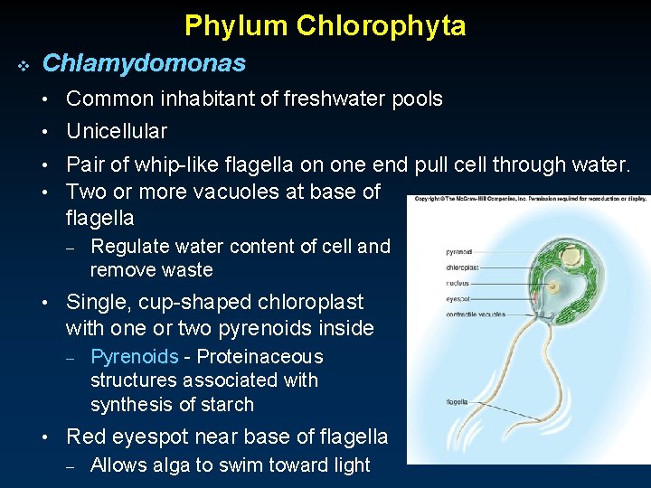 Phylum Chlorophyta v Chlamydomonas • Common inhabitant of freshwater pools • Unicellular • Pair