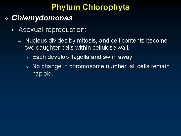 Phylum Chlorophyta v Chlamydomonas • Asexual reproduction: – Nucleus divides by mitosis, and cell