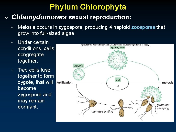 Phylum Chlorophyta v Chlamydomonas sexual reproduction: • Meiosis occurs in zygospore, producing 4 haploid