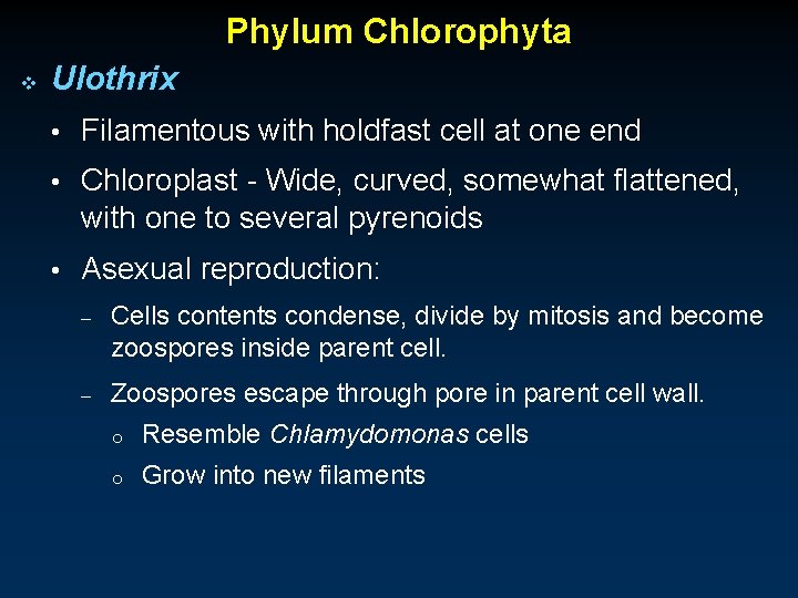 Phylum Chlorophyta v Ulothrix • Filamentous with holdfast cell at one end • Chloroplast