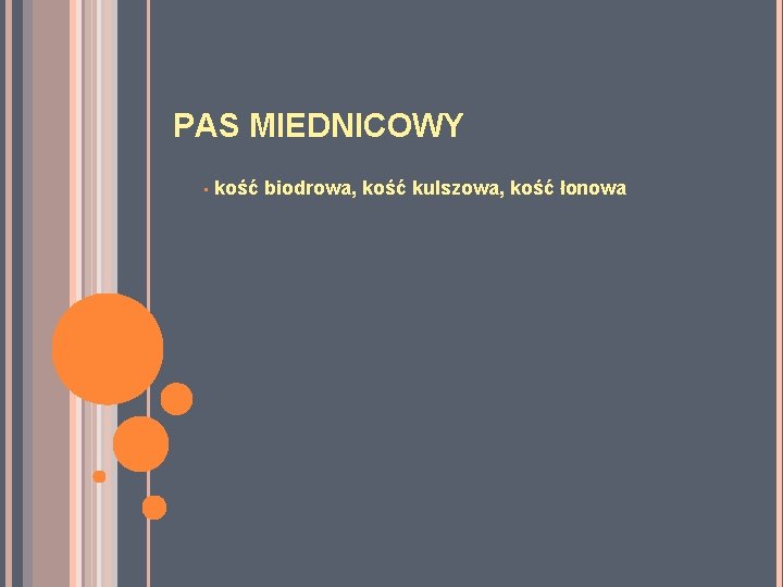 PAS MIEDNICOWY • kość biodrowa, kość kulszowa, kość łonowa PAS MIEDNICOWY • kość biodrowa, kość kulszowa, kość łonowa