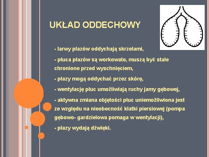 UKŁAD ODDECHOWY - larwy płazów oddychają skrzelami, - płuca płazów są workowate, muszą być UKŁAD ODDECHOWY - larwy płazów oddychają skrzelami, - płuca płazów są workowate, muszą być