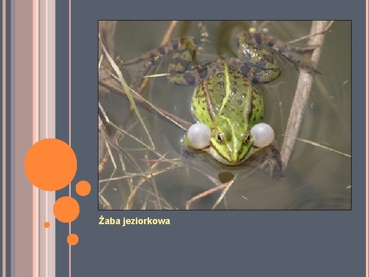 Żaba jeziorkowa Żaba jeziorkowa