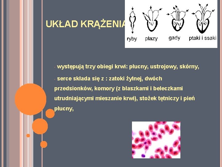 UKŁAD KRĄŻENIA - występują trzy obiegi krwi: płucny, ustrojowy, skórny, - serce składa się UKŁAD KRĄŻENIA - występują trzy obiegi krwi: płucny, ustrojowy, skórny, - serce składa się
