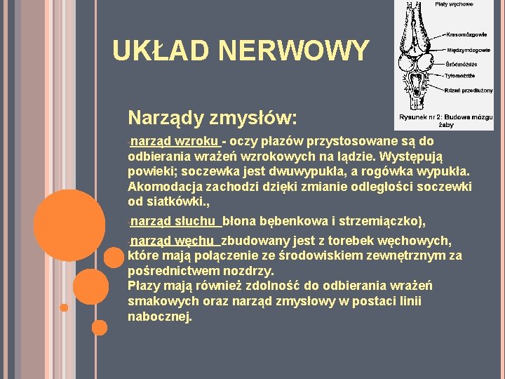 UKŁAD NERWOWY Narządy zmysłów: -narząd wzroku - oczy płazów przystosowane są do odbierania wrażeń UKŁAD NERWOWY Narządy zmysłów: -narząd wzroku - oczy płazów przystosowane są do odbierania wrażeń