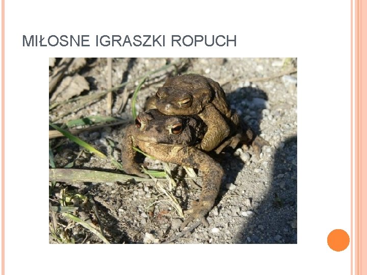 MIŁOSNE IGRASZKI ROPUCH MIŁOSNE IGRASZKI ROPUCH