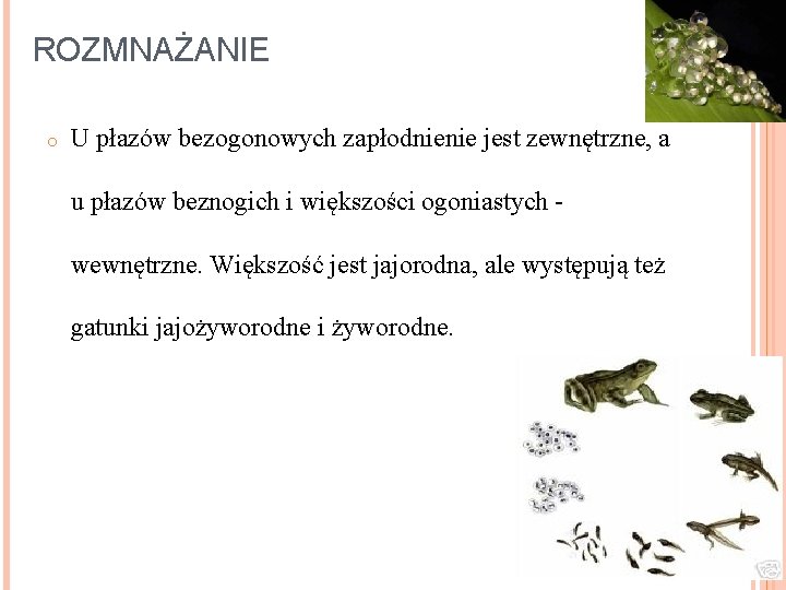 ROZMNAŻANIE o U płazów bezogonowych zapłodnienie jest zewnętrzne, a u płazów beznogich i większości ROZMNAŻANIE o U płazów bezogonowych zapłodnienie jest zewnętrzne, a u płazów beznogich i większości
