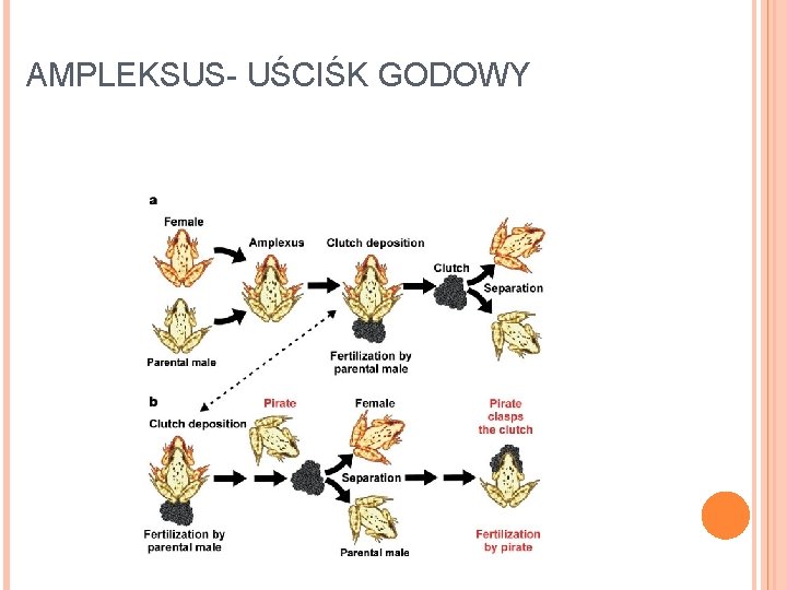 AMPLEKSUS- UŚCIŚK GODOWY AMPLEKSUS- UŚCIŚK GODOWY