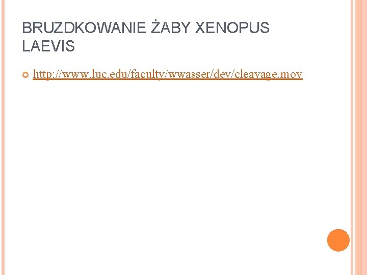 BRUZDKOWANIE ŻABY XENOPUS LAEVIS http: //www. luc. edu/faculty/wwasser/dev/cleavage. mov BRUZDKOWANIE ŻABY XENOPUS LAEVIS http: //www. luc. edu/faculty/wwasser/dev/cleavage. mov