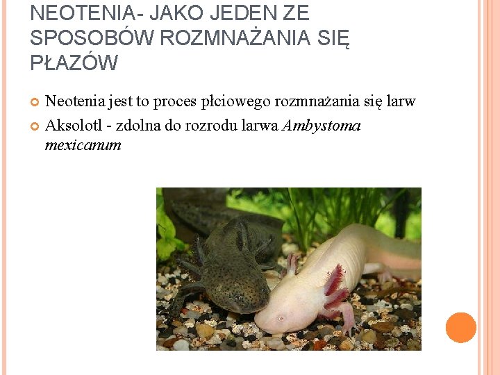 NEOTENIA- JAKO JEDEN ZE SPOSOBÓW ROZMNAŻANIA SIĘ PŁAZÓW Neotenia jest to proces płciowego rozmnażania NEOTENIA- JAKO JEDEN ZE SPOSOBÓW ROZMNAŻANIA SIĘ PŁAZÓW Neotenia jest to proces płciowego rozmnażania