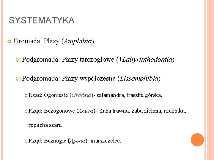 SYSTEMATYKA Gromada: Płazy (Amphibia) Podgromada: Płazy tarczogłowe (†Labyrinthodontia) Podgromada: Płazy współczesne (Lissamphibia) Rząd: Ogoniaste SYSTEMATYKA Gromada: Płazy (Amphibia) Podgromada: Płazy tarczogłowe (†Labyrinthodontia) Podgromada: Płazy współczesne (Lissamphibia) Rząd: Ogoniaste