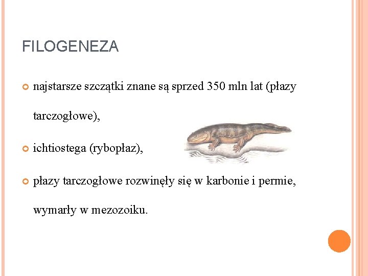 FILOGENEZA najstarsze szczątki znane są sprzed 350 mln lat (płazy tarczogłowe), ichtiostega (rybopłaz), płazy FILOGENEZA najstarsze szczątki znane są sprzed 350 mln lat (płazy tarczogłowe), ichtiostega (rybopłaz), płazy