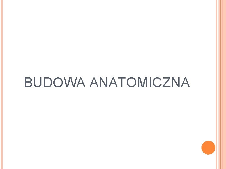 BUDOWA ANATOMICZNA BUDOWA ANATOMICZNA