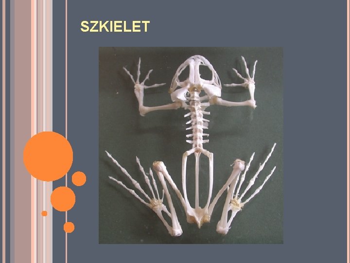 SZKIELET SZKIELET