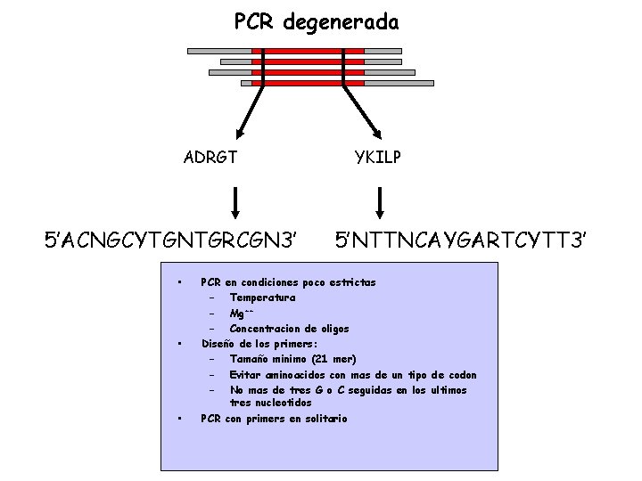 PCR degenerada ADRGT 5’ACNGCYTGNTGRCGN 3’ • • • YKILP 5’NTTNCAYGARTCYTT 3’ PCR en condiciones