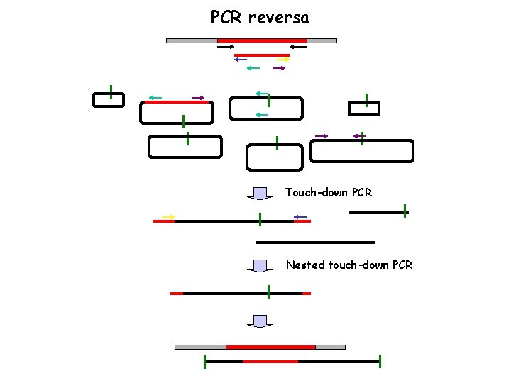 PCR reversa Touch-down PCR Nested touch-down PCR 