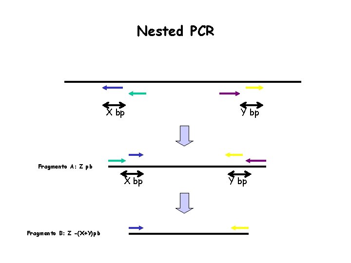 Nested PCR X bp Y bp Fragmento A: Z pb X bp Fragmento B: