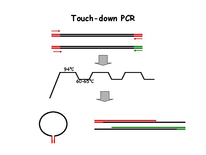 Touch-down PCR 94ºC 60 -65ºC 