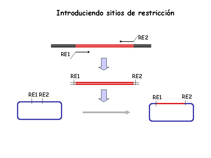 Introduciendo sitios de restricción RE 2 RE 1 RE 2 RE 1 RE 2