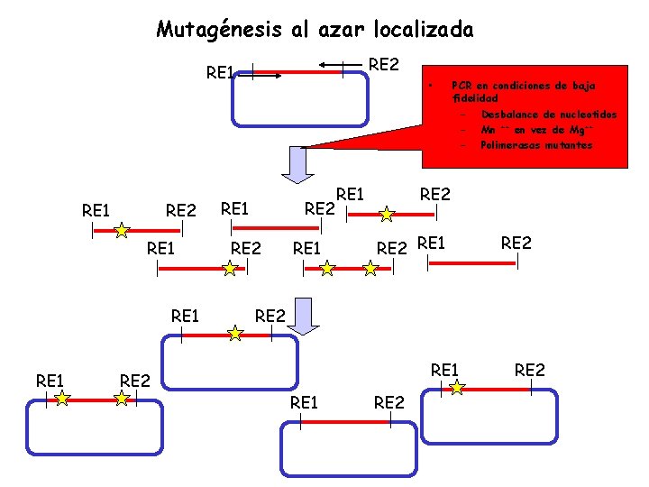 Mutagénesis al azar localizada RE 2 RE 1 RE 1 RE 2 • RE