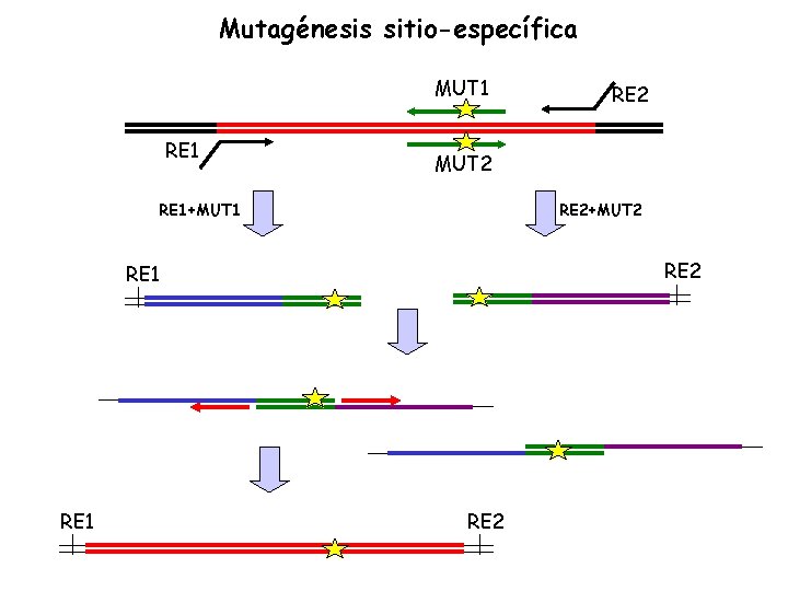 Mutagénesis sitio-específica MUT 1 RE 1 MUT 2 RE 1+MUT 1 RE 2+MUT 2