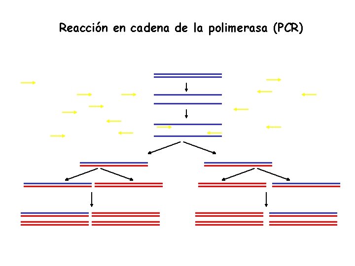 Reacción en cadena de la polimerasa (PCR) 