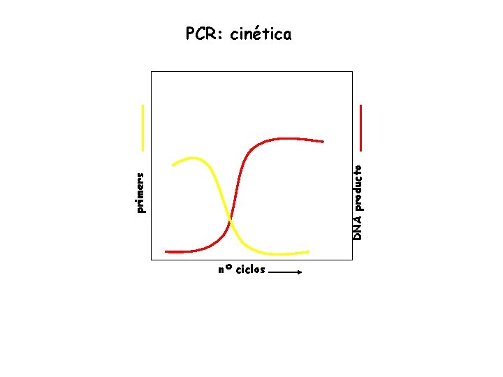 primers DNA producto PCR: cinética nº ciclos 